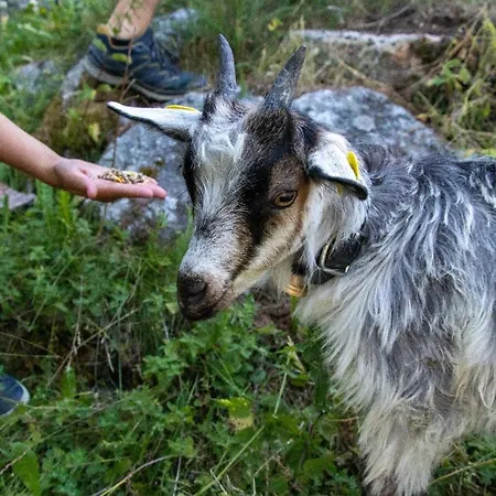 Кемпинг Baumzelte Robis Waldspielpark *