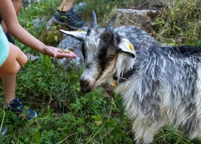 营地 Baumzelte Robis Waldspielpark *